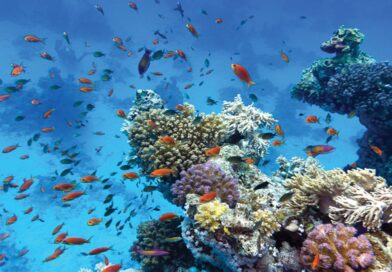 Conditions Needed for Growth of Coral Reefs