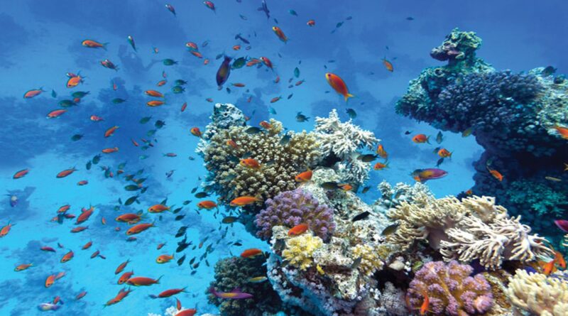 Conditions Needed for Growth of Coral Reefs
