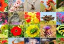 What Is Biodiversity? – Definition, Types And Importance